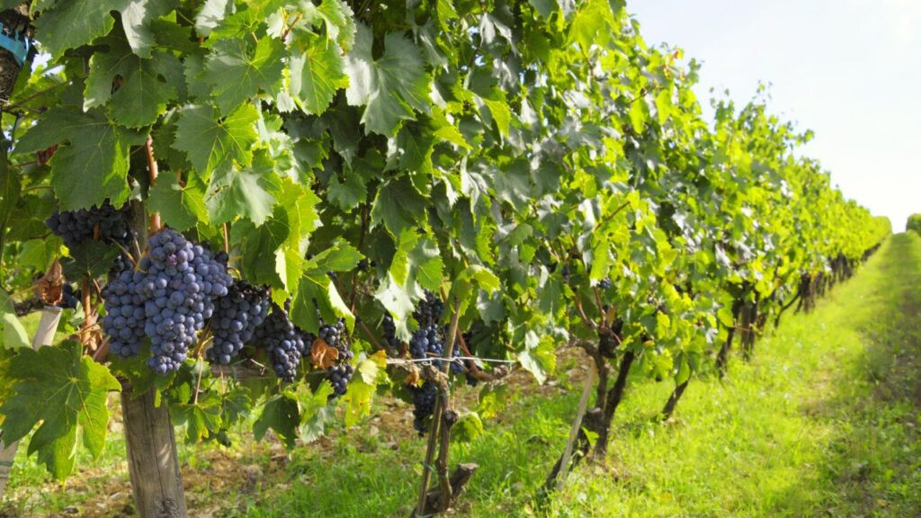 Where to Travel for the Perfect Mix of Culture and Nature 2 Where to Travel. Destinations. The rolling hills of Tuscany offer a stunning backdrop to Italy's rich cultural heritage.