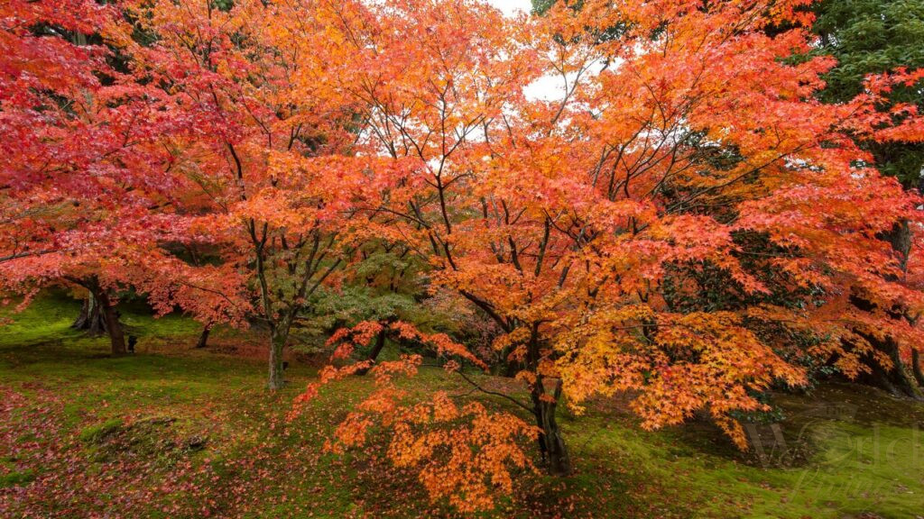 Destinations That Look Better Than Instagram 3 Destinations. Experience the serenity of a traditional Japanese garden in Kyoto.