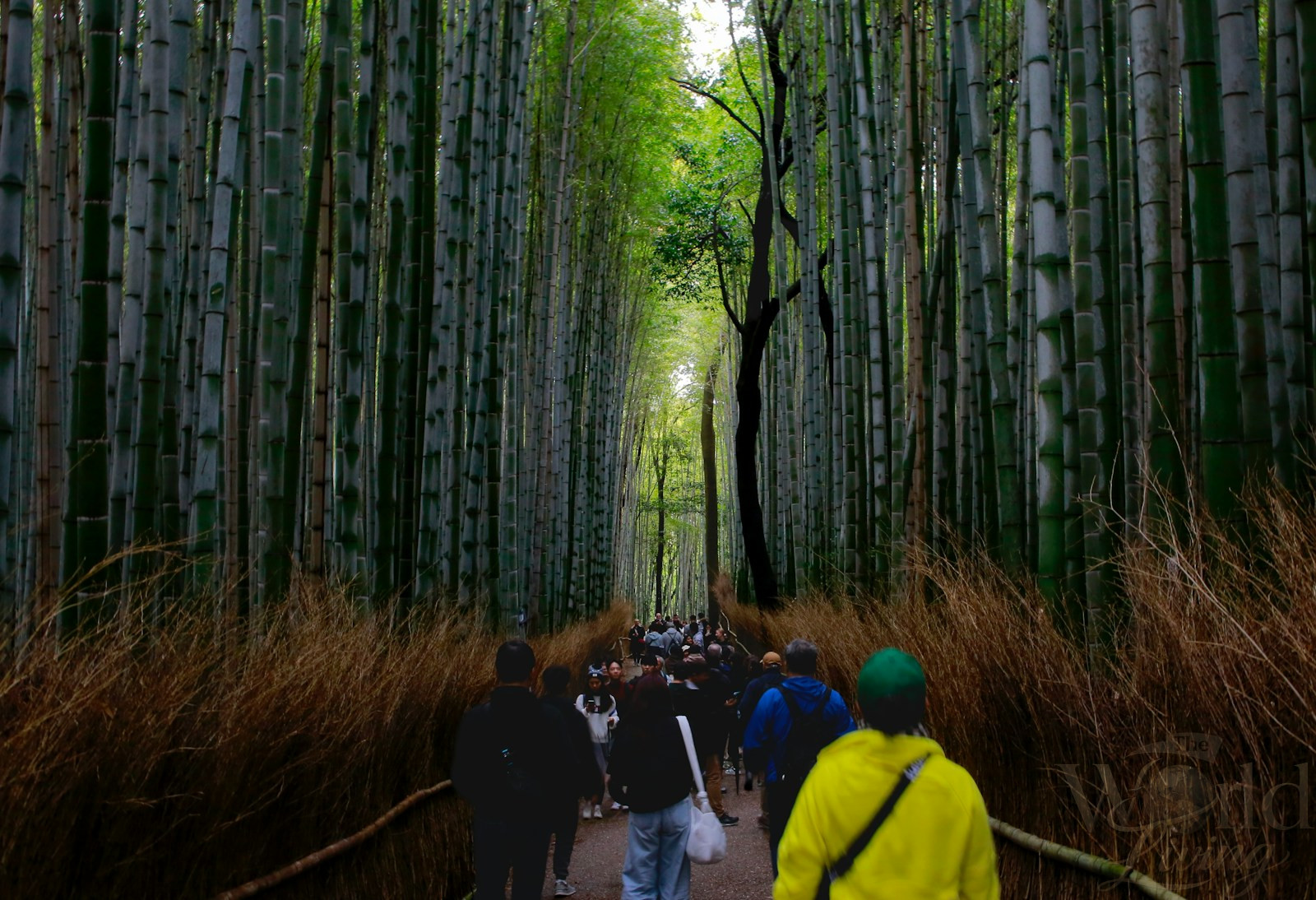 The Most Inspiring Travel Experiences Around the World 2 A group of people walking through a bamboo forest.