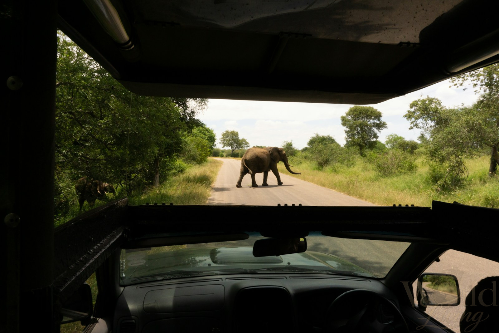 A 6-Day South Africa Safari and City Itinerary 3 South Africa Safari. an elephant crossing the road in front of a car