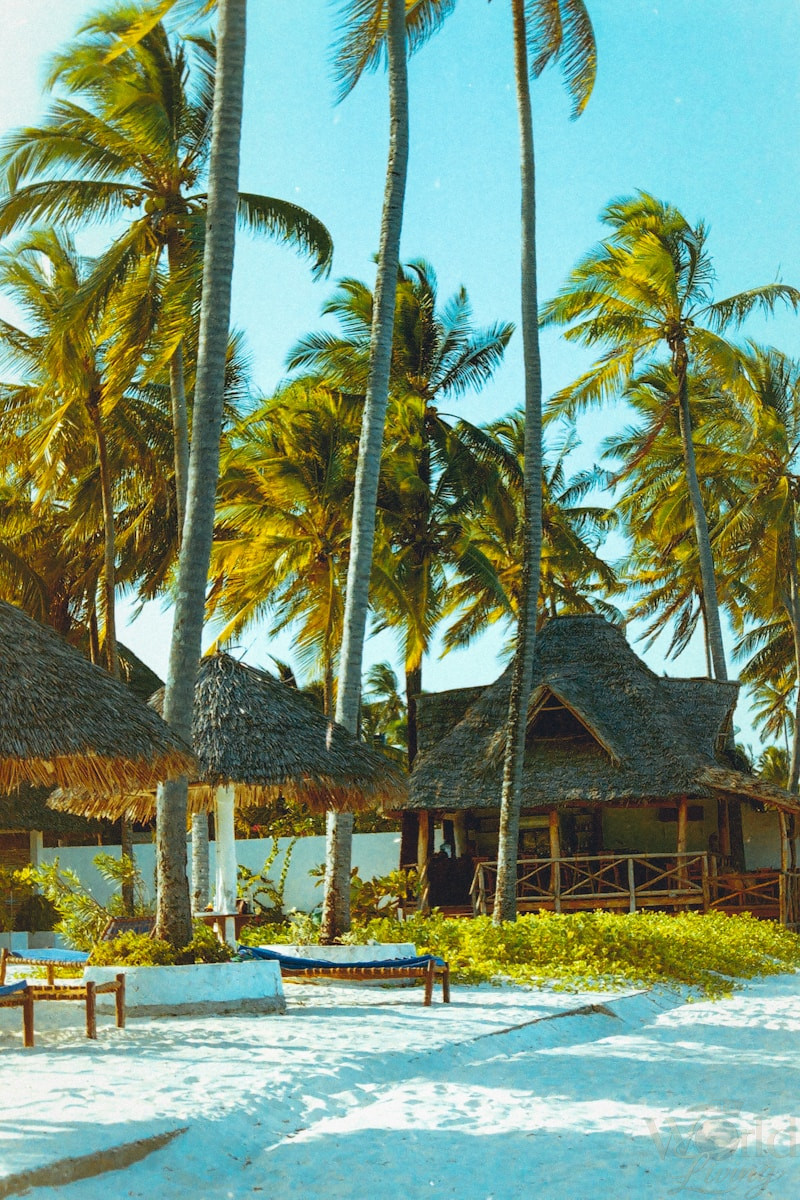 Solo Travel in Zanzibar: Safety, Costs and Real Experience 3 Solo Travel in Zanzibar. brown wooden house surrounded by palm trees.